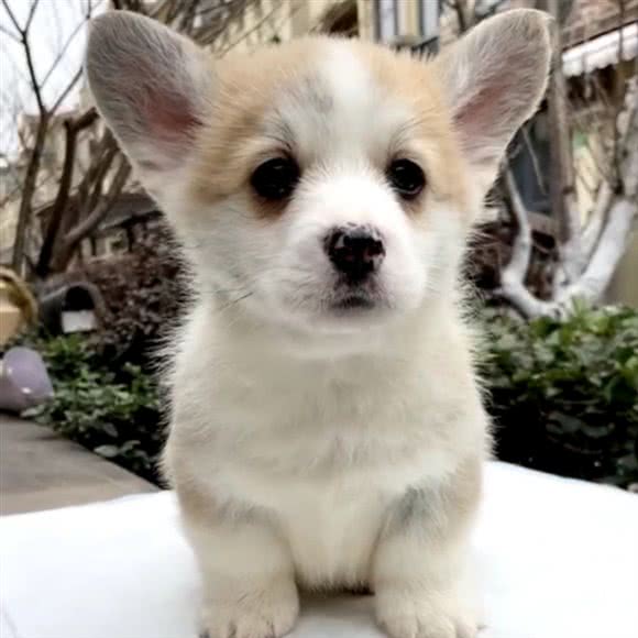夷溪柯基柴犬宠物犬舍:上海城区浦东新区川沙附近