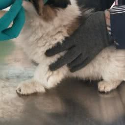 浦东新区动物疫病预防控制中心宠物诊疗服务部:上海城区浦东新区川沙附近