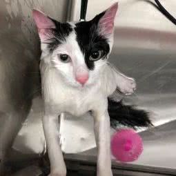 酷爱宠物店2店(杨南路店):上海城区浦东新区三林地区附近