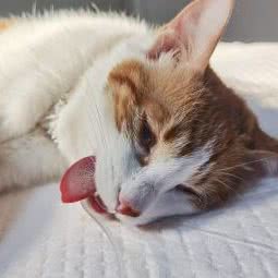 芭比堂动物医院(缘爱分院):北京城区海淀区田村附近