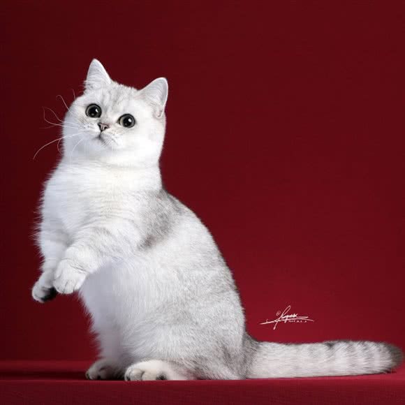 糖猫工作室:上海城区浦东新区三林地区附近