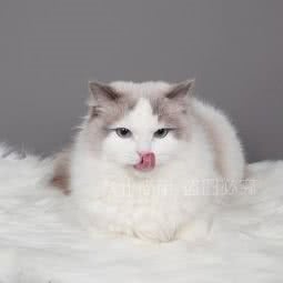 布偶猫猫舍:上海城区浦东新区三林地区附近