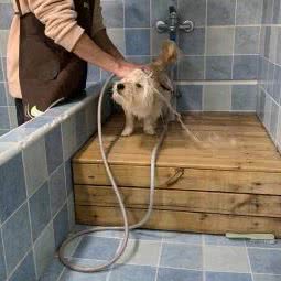 来福宠物:上海城区浦东新区曹路附近