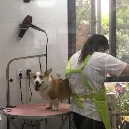 萌咪宠物:上海城区浦东新区曹路附近