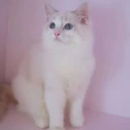 爱宠萌宠物会馆:上海城区浦东新区曹路附近