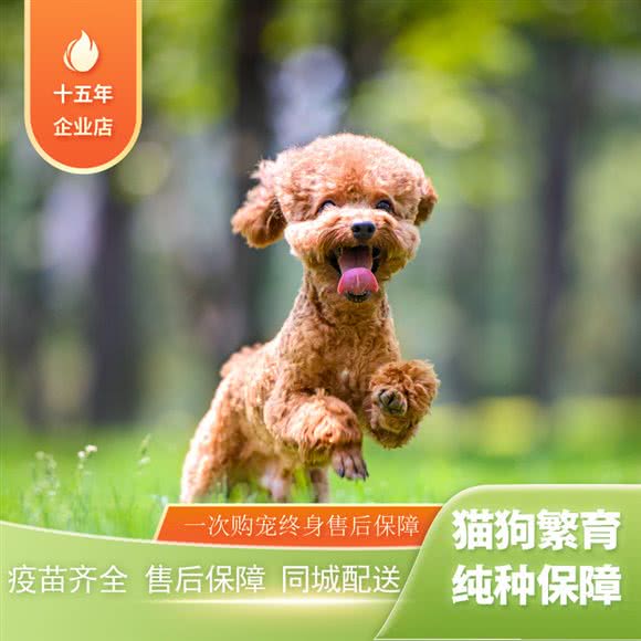 乐宠汇 宠物猫宠物狗专卖精品店(浦东店):上海城区浦东新区曹路附近