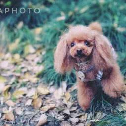 莲安宠物:上海城区浦东新区北蔡附近