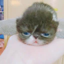 Joying猫舍:上海城区浦东新区北蔡附近