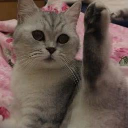 幸运星宠物:上海城区浦东新区北蔡附近