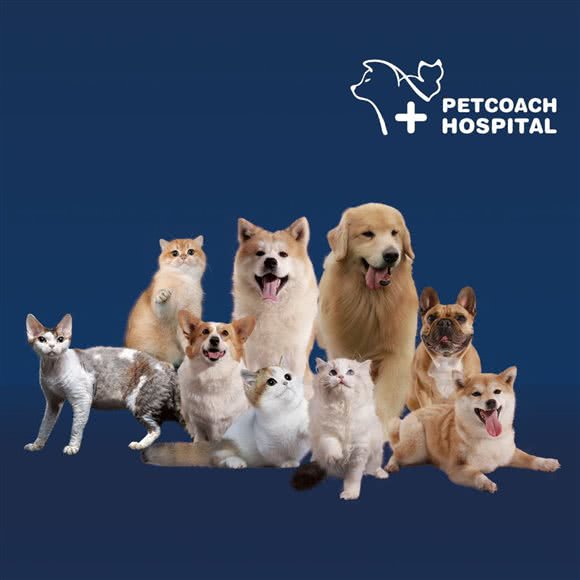 PETCOACH佩驰宠物诊疗中心(浦东店):上海城区浦东新区北蔡附近