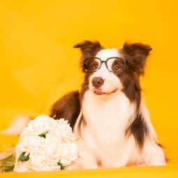 辛巴宠物摄影:上海城区浦东新区外高桥附近