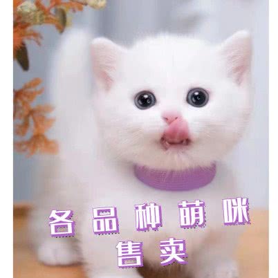 萌咪猫舍宠物生活馆猫咪洗澡寄养售卖:上海城区浦东新区外高桥附近