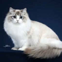 MilkySugar_布偶猫舍:上海城区浦东新区外高桥附近