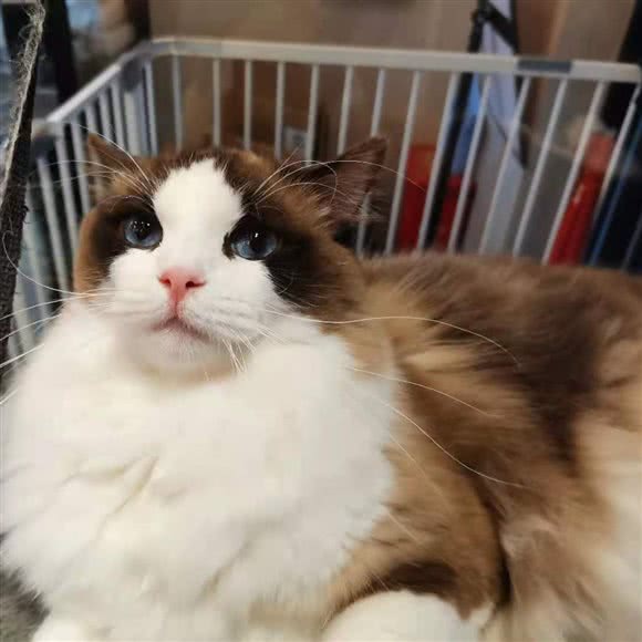 PETKIT小佩宠物·德文布偶专卖(靖海店):上海城区浦东新区惠南镇附近