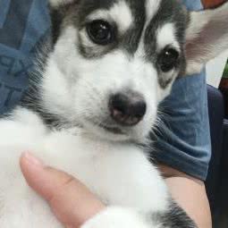 mini宠物小镇:上海城区浦东新区惠南镇附近