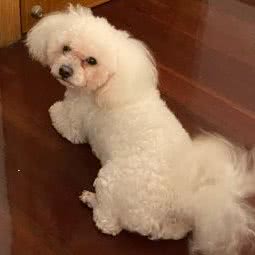 妞妞宠物店:上海城区浦东新区惠南镇附近