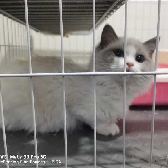 JAVA猫舍(冷泉店):北京城区海淀区西北旺附近