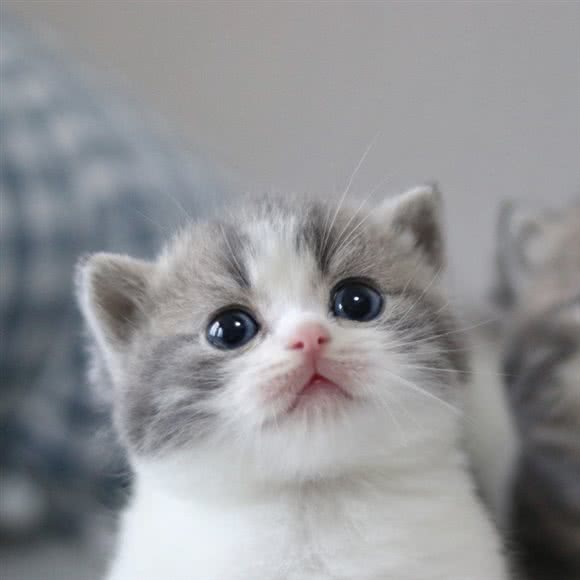 优宠好物·猫咪专业门市:上海城区浦东新区惠南镇附近