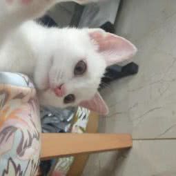 惠南宠物家庭寄养:上海城区浦东新区惠南镇附近