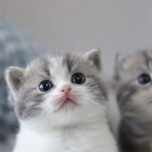 优宠好物·猫咪专卖店(惠南店):上海城区浦东新区惠南镇附近