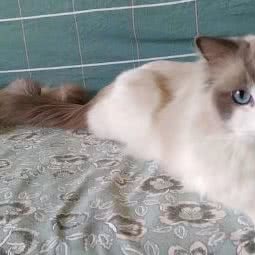 leo大狮布偶猫社:上海城区浦东新区惠南镇附近