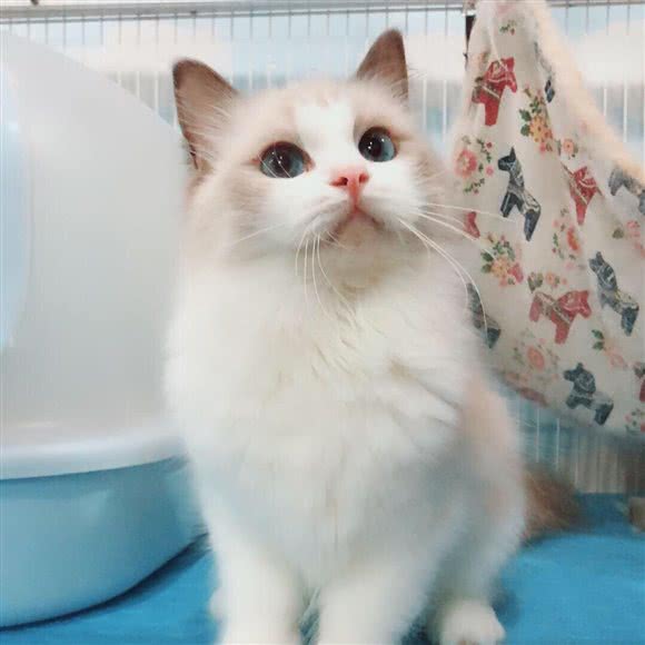 My.名猫:上海城区浦东新区惠南镇附近