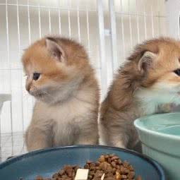 大脸猫宠物乐园:上海城区浦东新区惠南镇附近