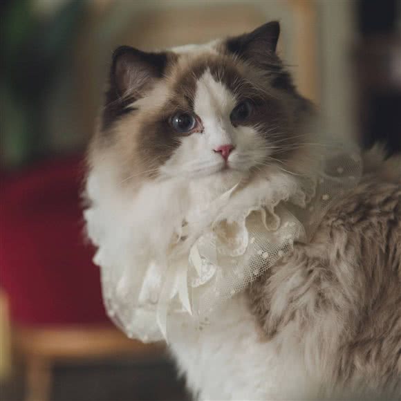 因为?猫舍:北京城区海淀区西北旺附近