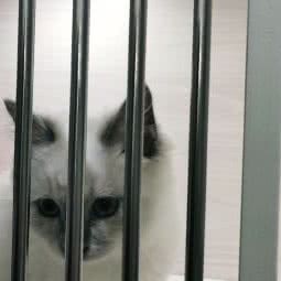 圣宠狗狗:上海城区浦东新区新场附近