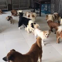 爱宠乐园(上海飞盘狗俱乐部):上海城区浦东新区新场附近