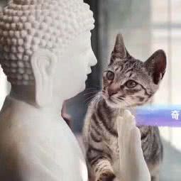 奇喵喵撸猫馆:上海城区浦东新区新场附近