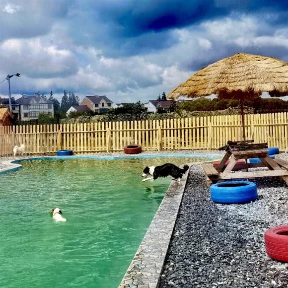 8学院狗狗训犬寄养宠物乐园亲子农场:上海城区浦东新区新场附近