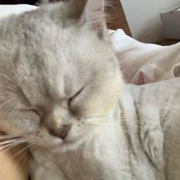 犬心犬意新场该店:上海城区浦东新区新场附近