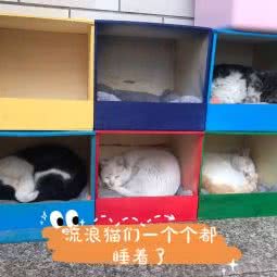 小周家庭宠物俱乐部:上海城区浦东新区迪士尼附近