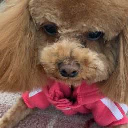 大款家宠物生活馆:北京城区海淀区上庄附近