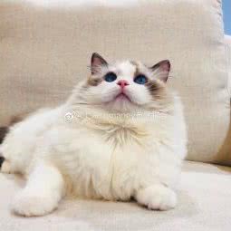 Somaney猫舍:上海城区浦东新区迪士尼附近