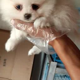 上海狗场犬舍基地:上海城区浦东新区迪士尼附近