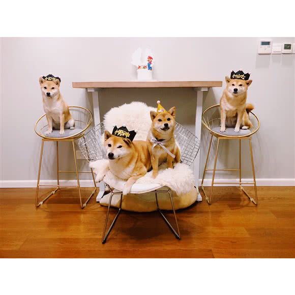 赫本柴犬豆柴商店:上海城区浦东新区迪士尼附近