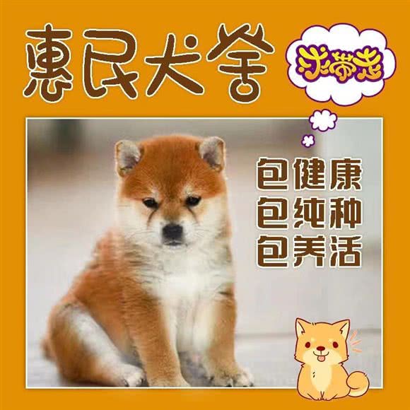 惠民犬舍:上海城区浦东新区迪士尼附近