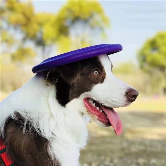 家庭宠物繁殖·各类宠物狗·宠物猫:上海城区浦东新区高行附近