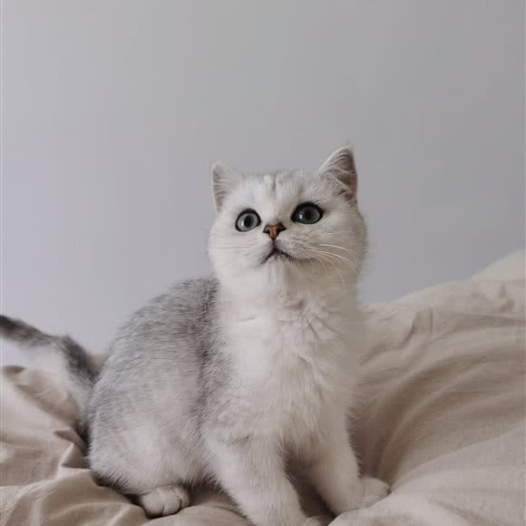 Kitten Diary猫咪日记家庭繁育猫舍:上海城区浦东新区高行附近