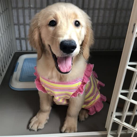 丰一犬舍:上海城区浦东新区高行附近