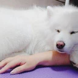 伊乐宠物会所:上海城区浦东新区南汇新城附近