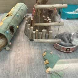 布道格萌宠(浦东机场店):上海城区浦东新区浦东机场/机场镇附近