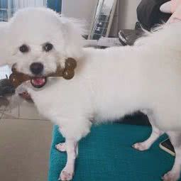 宠物宝贝生活馆:上海城区浦东新区浦东机场/机场镇附近