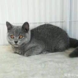 gigi喵屋:上海城区浦东新区浦东机场/机场镇附近