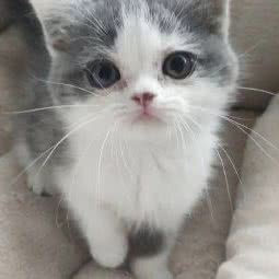 萌宠星:上海城区浦东新区祝桥附近