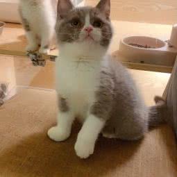 喵大仙私家猫舍:上海城区浦东新区唐镇附近