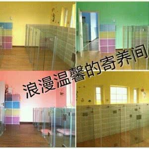 宠物学校   宠物训练、寄养:上海城区浦东新区航头附近