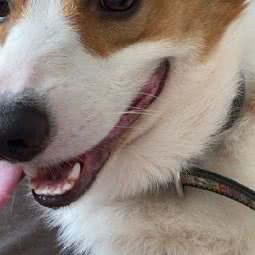 派多格宠物萌宠(门头沟店):北京城区门头沟区门头沟区附近